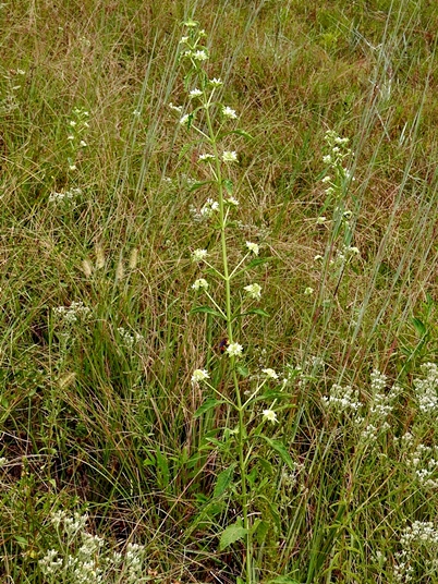 {Hyptis alata}